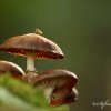 Champignons
